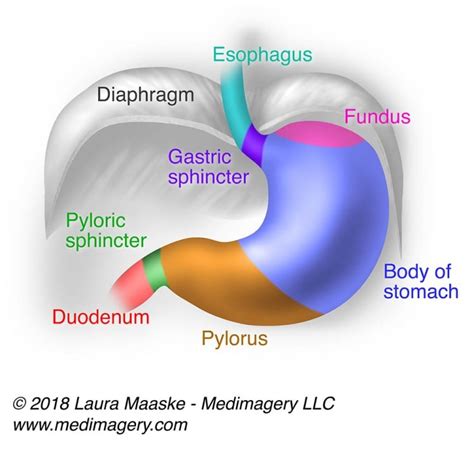 Illustrated Gastric Stomach Layers 3 Layers Of The Stomach Anatomy