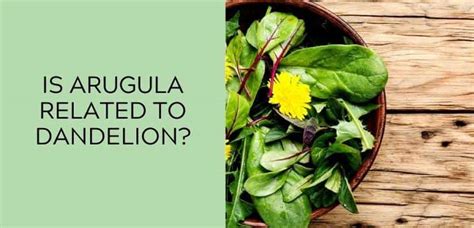 Is Arugula Related To Dandelion Answered