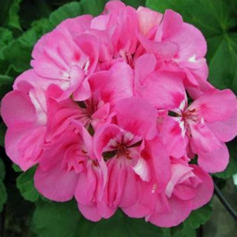 Patriot Tickled Pink Zonal Geranium Plant Free Shipping