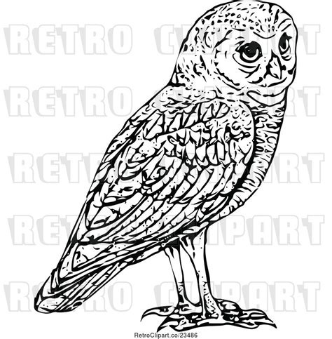 Vector Clip Art Of Retro Owl By Prawny Vintage 23486