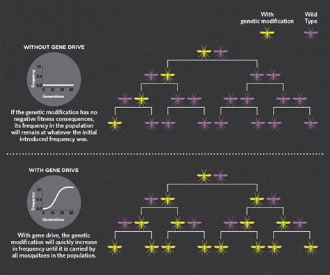 Infographic Using Gene Drive To Control Malaria The Scientist Magazine