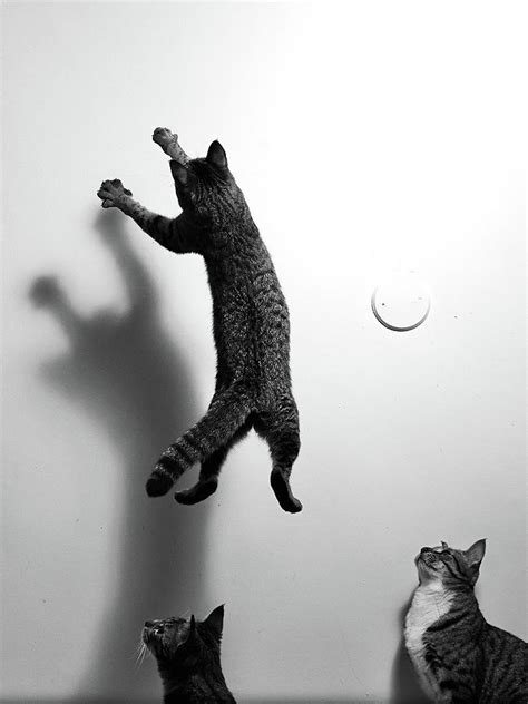 Cat To Jump Towards The Wall Photograph By Akimasa Harada Fine Art