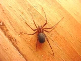 A aranha marrom é um animal invertebrado que mede até 3 centímetros, mas bastante venenoso pois a sua picada pode causar diversos aranha marrom. O Incrível Mundo da Ciência!: Aracnídeos (aranha marrom)
