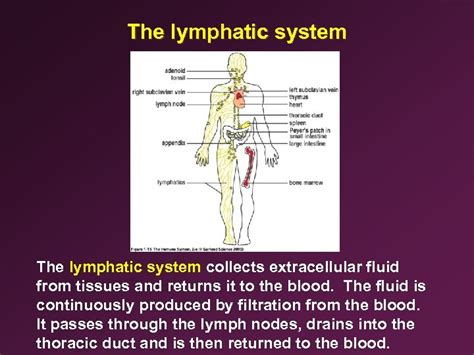 4 Anatomy Of The Immune System Ii Immunology