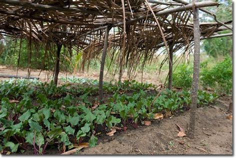 Letters From Sri Lanka Sarvodayas Home Gardens The Permaculture