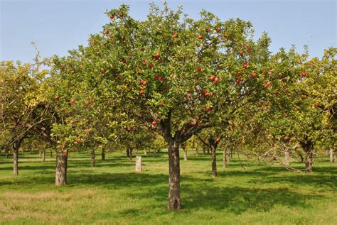 Kent Orchards For Everyone Celebrating The Heritage Of Our Orchards
