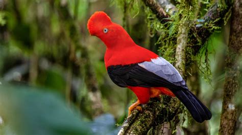 Red Black Bird With Crown Is Sitting On Algae Covered Tree Branch Birds