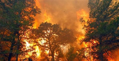 Kebakaran Hutan Riau Newstempo
