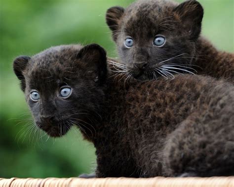 Baby Black Panthers How Sweet They Are The Cat By