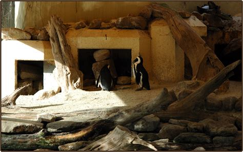 Dafür benötigen wir licht, das dem natürlichen spektrum des tageslichts möglichst nahe kommt und uns präventiv vor einem. Das Zuhause der Pinguine Foto & Bild | tiere, zoo ...