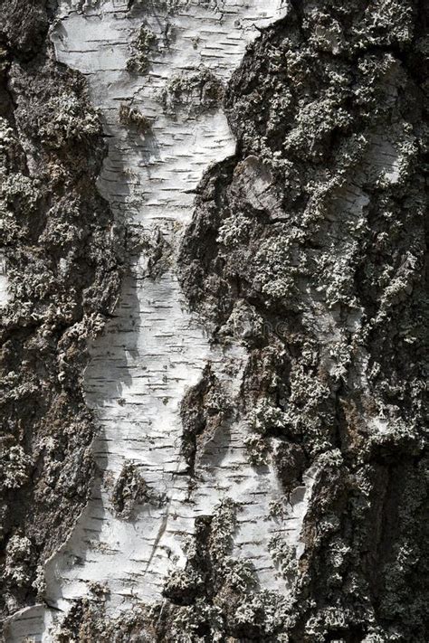 Close Up Birch Bark Texture Natural Background Birch Tree Wood Texture