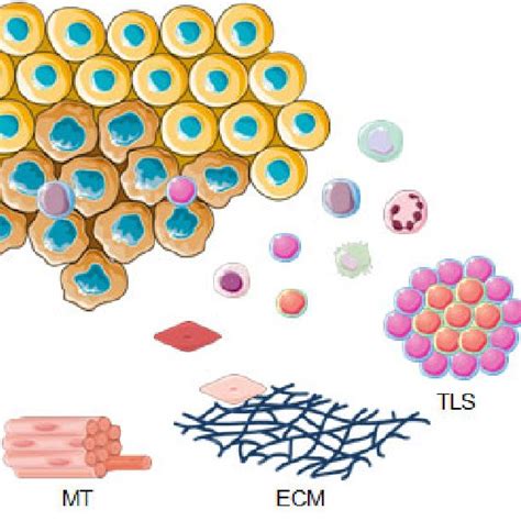 The Tumor Microenvironment Structural Components Of The Tumor