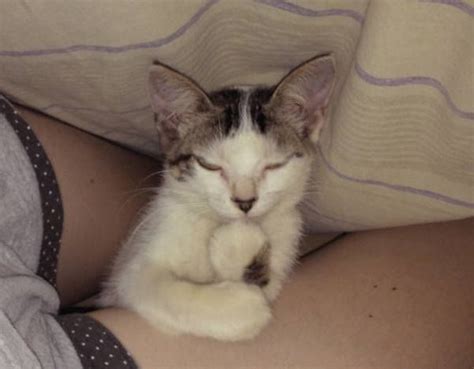 A Cat That Is Laying Down On Someones Arm With Its Eyes Closed