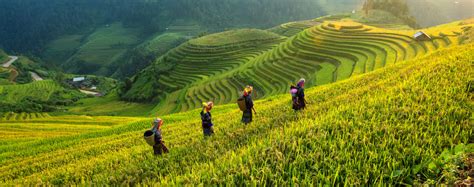 cropped-vietnam-rice-paddy.jpg - Peter Moore
