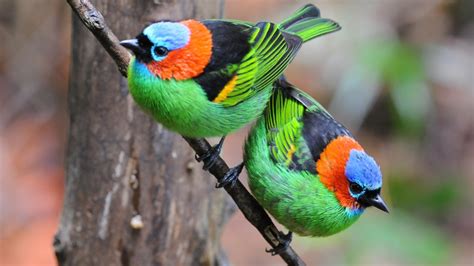 Tudo Roch Os Pássaros Mais Bonitos Do Brasil