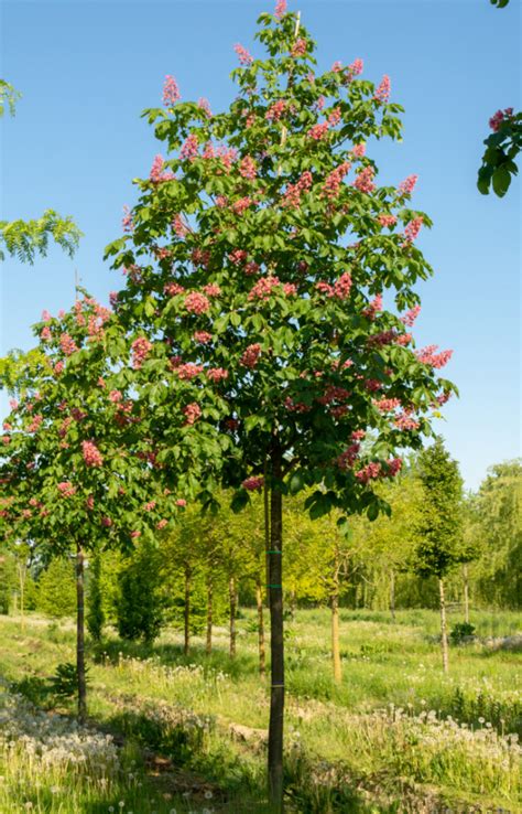 Buy Red Horse Chestnut Tree Online From Uk Supplier Of Garden