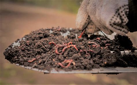 Another Case For Regenerative Agriculture The Earthworm Xvital