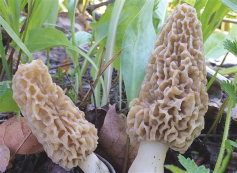 Foraging Morel Mushrooms Mother Earth News