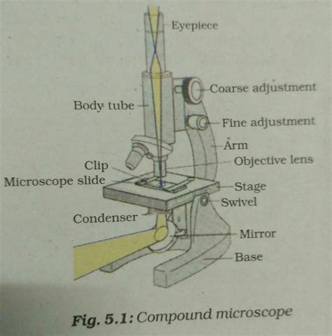 Write Any Two Parts Of A Compound Microscope Edurev Class 9 Question