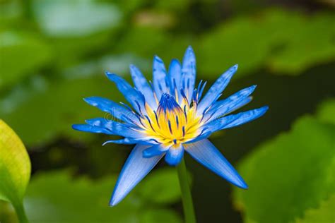 Rare Blue Water Lily In The Lake Stock Image Image Of Color Flora