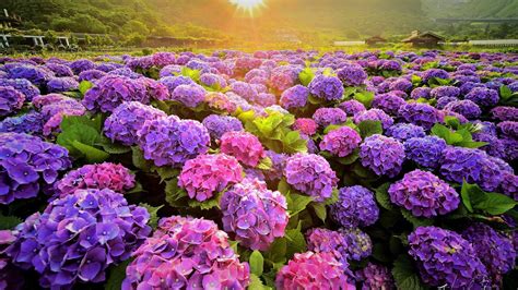 beautiful pink purple flowers field with sunbeam hd spring wallpapers hd wallpapers id 68855