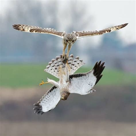 Owl Vs Hawk Fighting Over A Vole School Pinterest The Birds