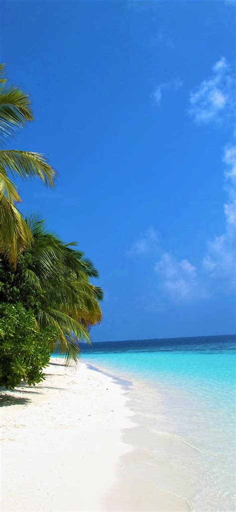 Earth Beach Earth Palm Tree Sea Maldives Ocean 1125x2436 Phone Hd