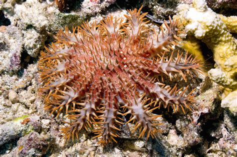 Crown Of Thorns Starfish Photograph By Georgette Douwma
