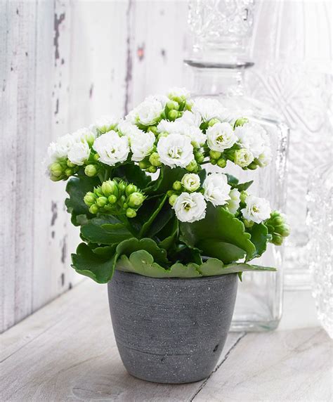 Indoor Plant With Little White Flowers How To Do Thing