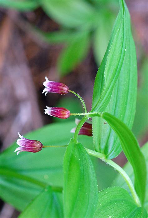 Calphotos Streptopus Lanceolatus Var Curvipes Rosy Twisted Stalk