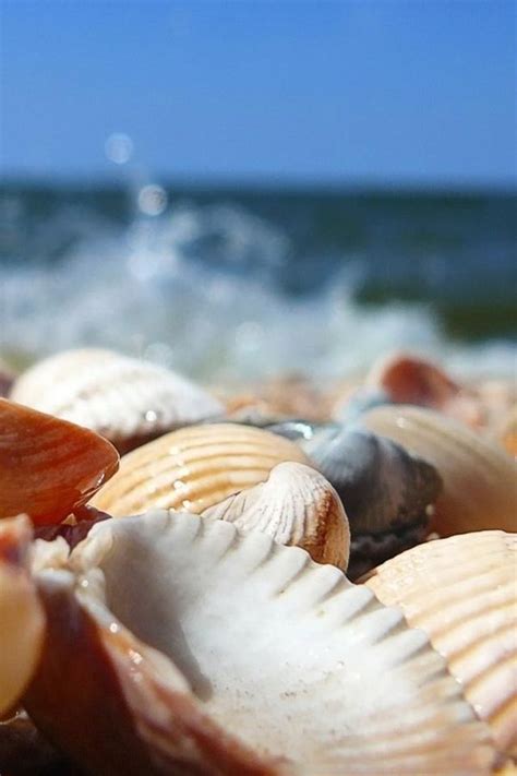 Sea Shells Fotografia Macro Ocean Treasures Coastal Life Coral I