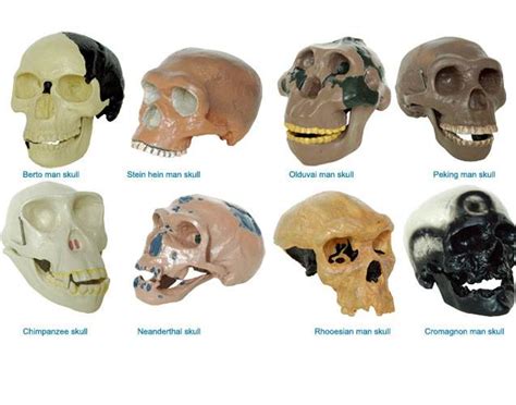 Skull Model Of 8 Kinds Human Race Manufacturer Supplier And Exporter