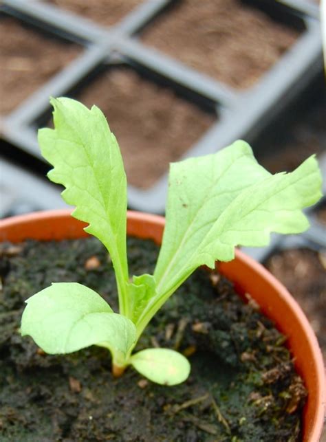 How To Grow Scabiosa Higgledy Garden