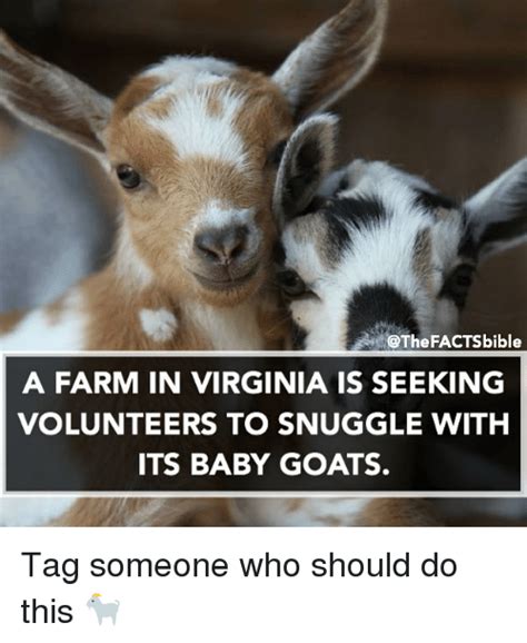 Search Baby Goat Memes On Meme