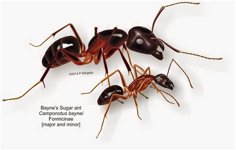 Ants Of Southern Africa Large Camponotus Sp Very Large Sugar Ants