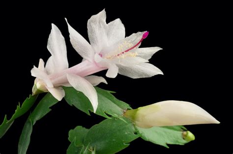 Types Of Christmas Cactus Plants Varieties And Colors Jacobs Christmas