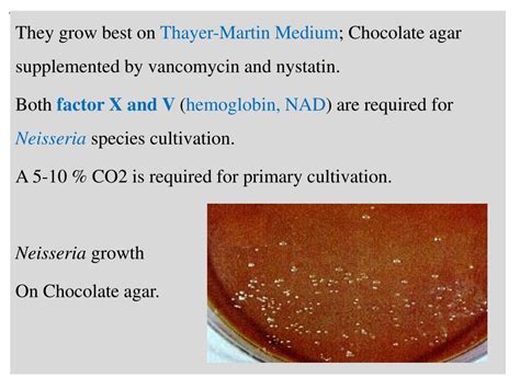 Ppt Pyogenic Cocci The Grams Positive Cocci 1 Staphylococci 2