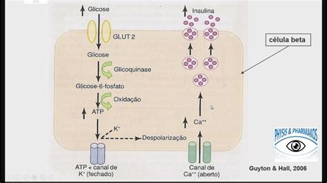 Mecanismo De Secreção Pancreática De Insulina Youtube