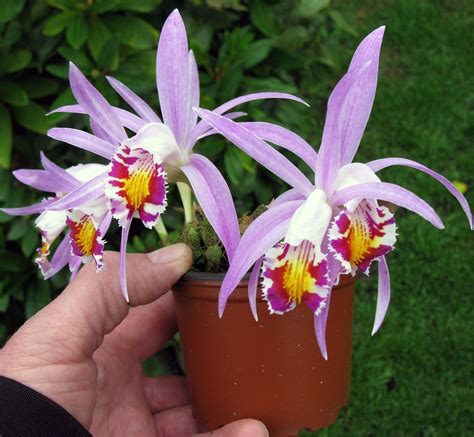 Pleione Lagenaria Natural Hybrid From Nepal Großräschener Orchideen