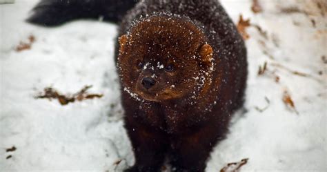 Extinct Furry Predator Making A Comeback In Pennsylvania Phillyvoice