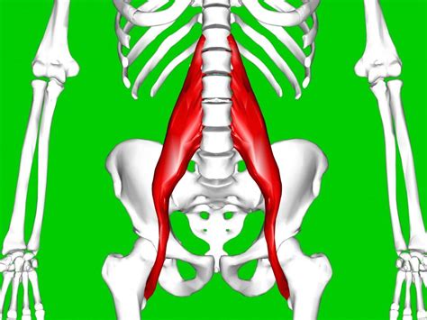 What Is The Muscle On Lower Back Above Hip Tight Hips Low Back Pain