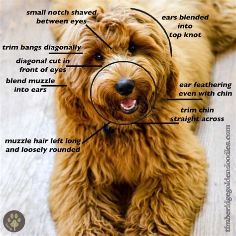 The Teddy Bear Goldendoodle Haircut Timberidge Goldendoodles