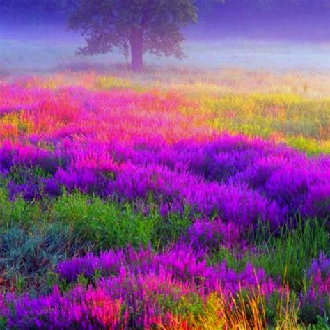 Purple Haze Beautiful Nature Nature Beautiful Landscapes