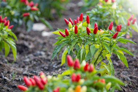 Chilli Peppers In A Vegetable Garden Stock Photo Image Of Chillies