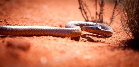 Western Brown Snake Deadlyaustralia Australian Animals Snake
