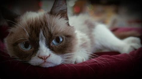 How Grumpy Cat Became A Famous Meme Youtube