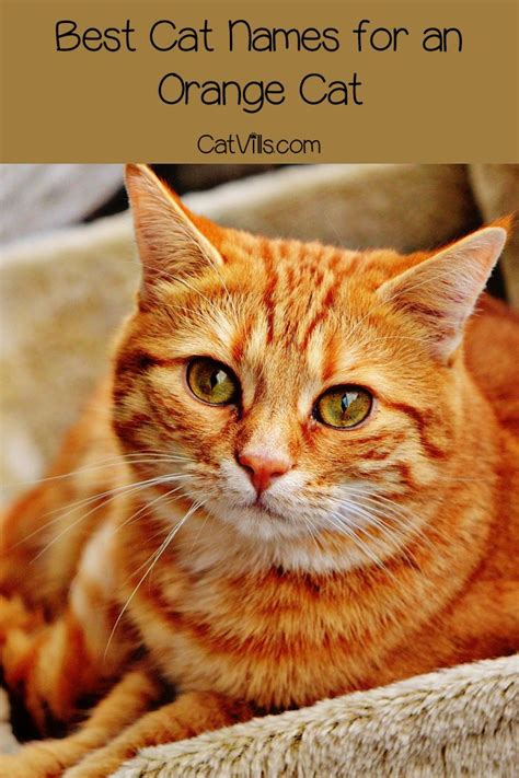 He was formerly a kittypet named rusty. Top 10 Orange Cat Names for Your New Ginger Tabby | Cat ...