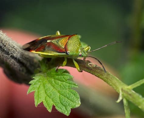 Insectes Nature La Faune Des Photo Gratuite Sur Pixabay