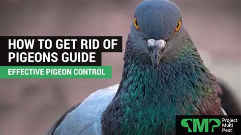 How To Get Rid Of Pigeons Pigeon Control Guide Pmpest Blog