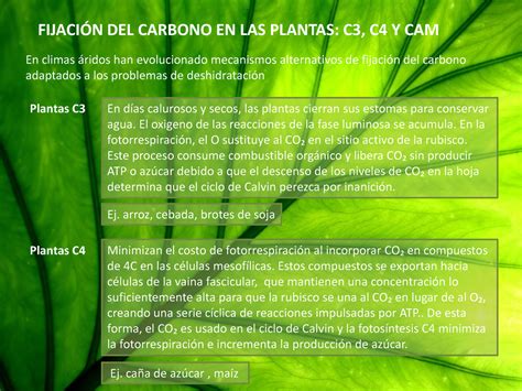 Fijación Del Carbono En Plantas C3 C4 Y Cam Del Carbono En Las